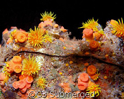 Clear Reflection: Orange cup coral reflection in an air b... by C3 Submerged 
